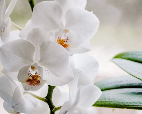 Orchideen Dünger - Kaffee und Trockenhefe