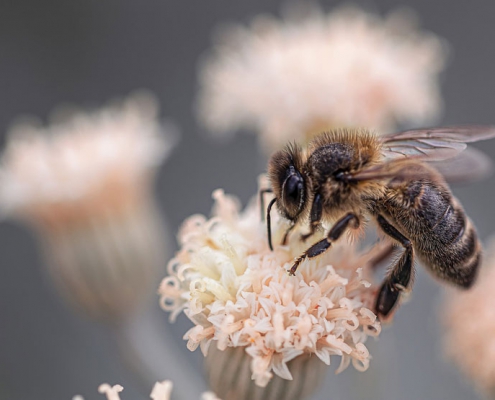 Wirkung von Koffein im Nektar auf Bienen