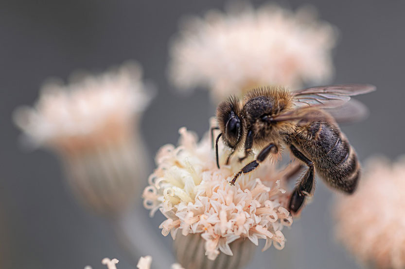 Wirkung von Koffein im Nektar auf Bienen